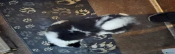 Siberian Husky dogs for sale: EBONY / ARYA SIBERIAN HUSKYS READY TO LEAVE  - Advert 19