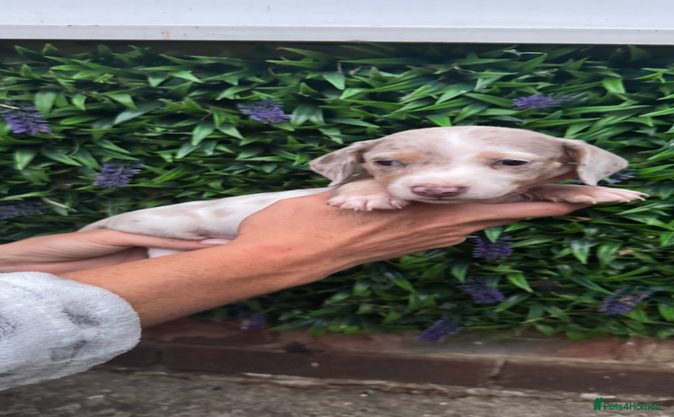 Miniature Dachshund dogs - Advert 4