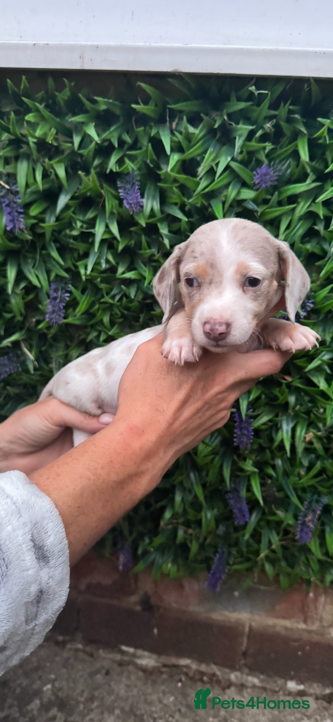 Miniature Dachshund dogs for sale: Kc reg miniature dachshund  - Image 1