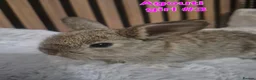 Mini Lion Lop rabbits for sale: Mini lion lops - Advert 12