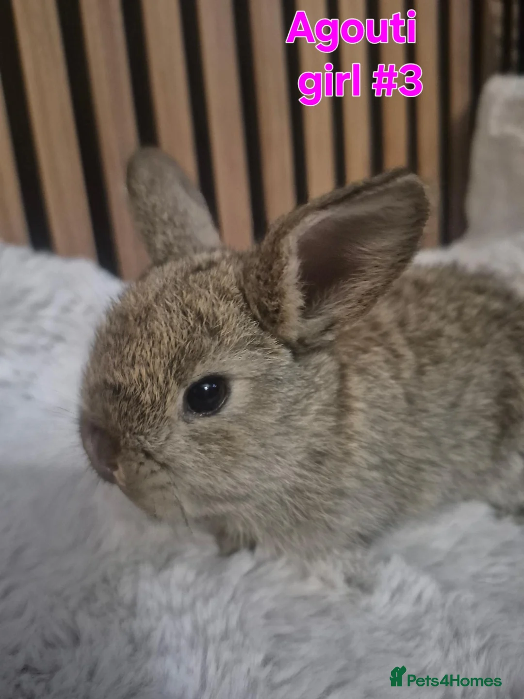 Mini Lion Lop rabbits for sale: Mini lion lops - Advert 12