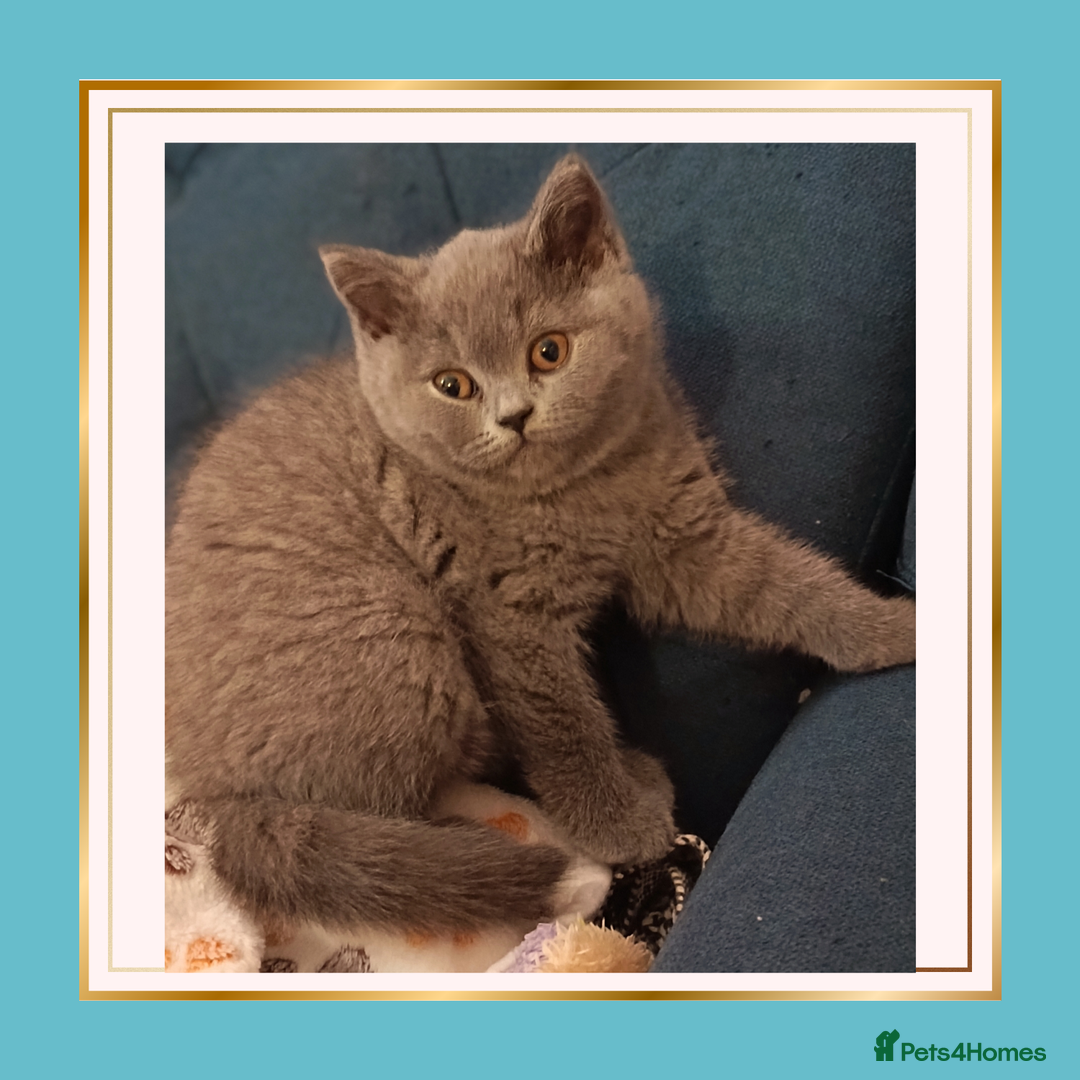 British Shorthair cats for sale: British Shorthair Kittens –Available now - Advert 5