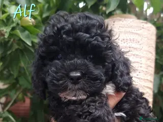 Shihpoo dogs ❤️ Shihpoo puppies 🐶 ❤️ - Advert 2