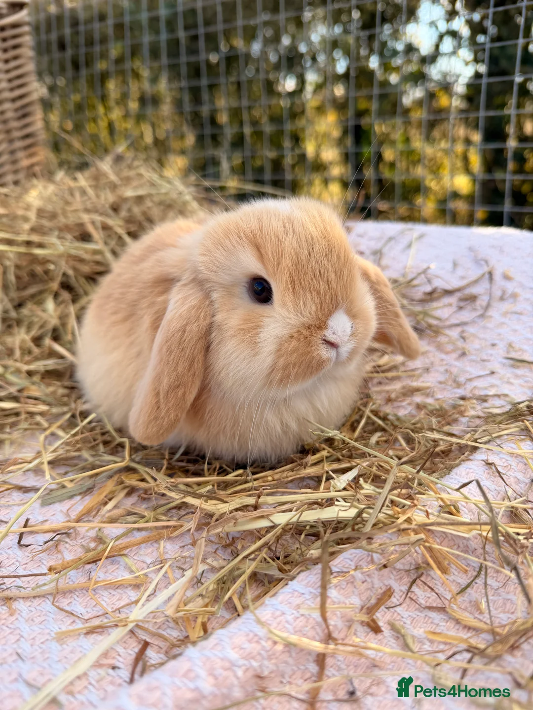 Mini Lop rabbits for sale: Gorgeous mini Lop babies  - Advert 32