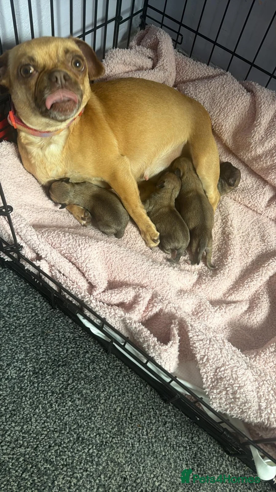 Chug dogs for sale: 4 adorable fur babies  - Advert 1