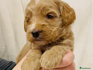 Australian Labradoodle dogs Apricot Multigen Australian Labradoodle - Advert 13