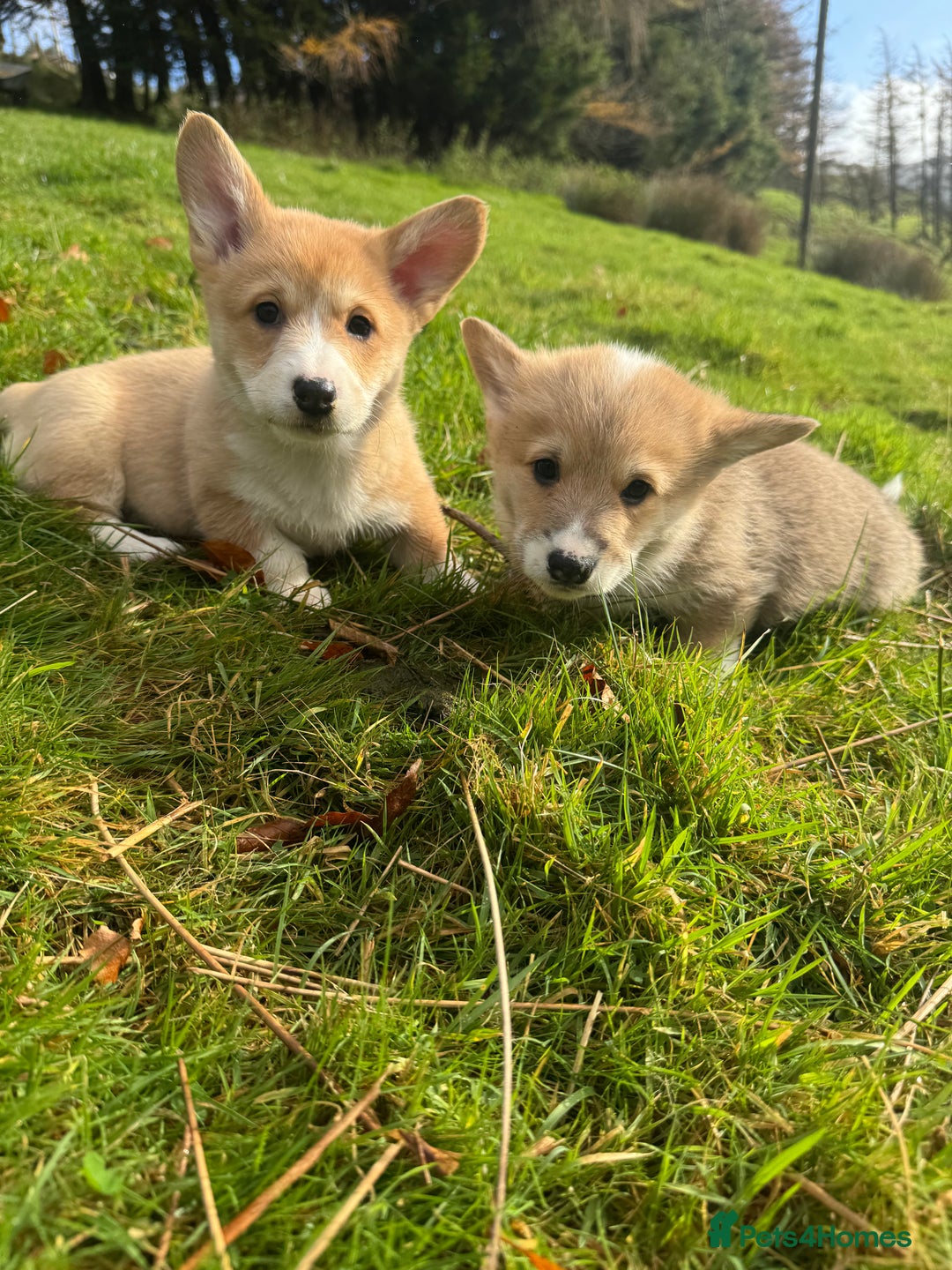 Welsh Corgi Pembroke dogs for sale: Beautiful Registered Pembroke Corgis - Advert 12