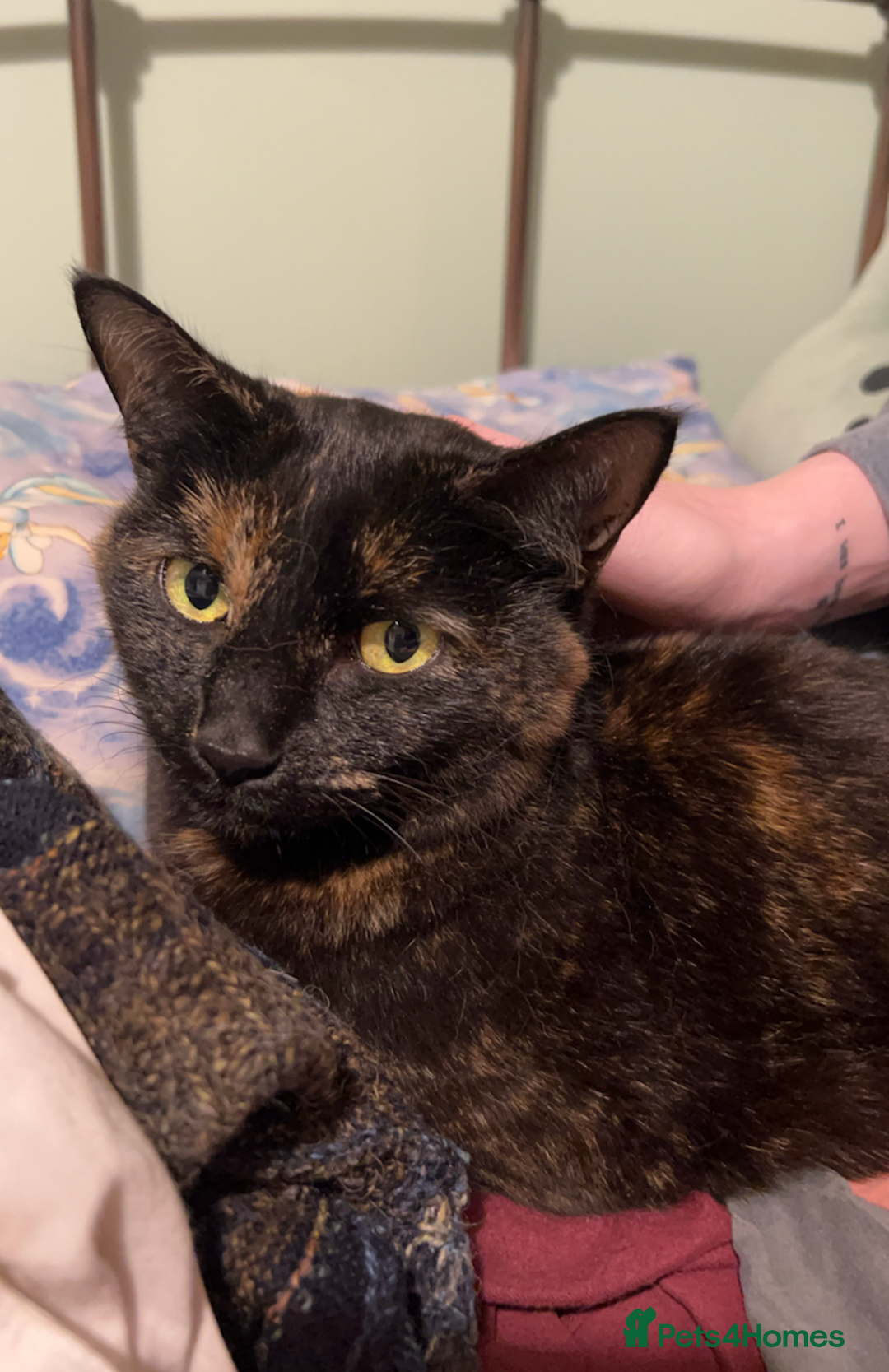 Mixed Breed cats for sale: Sweet 5 yr old tortoiseshell cat - Image 4