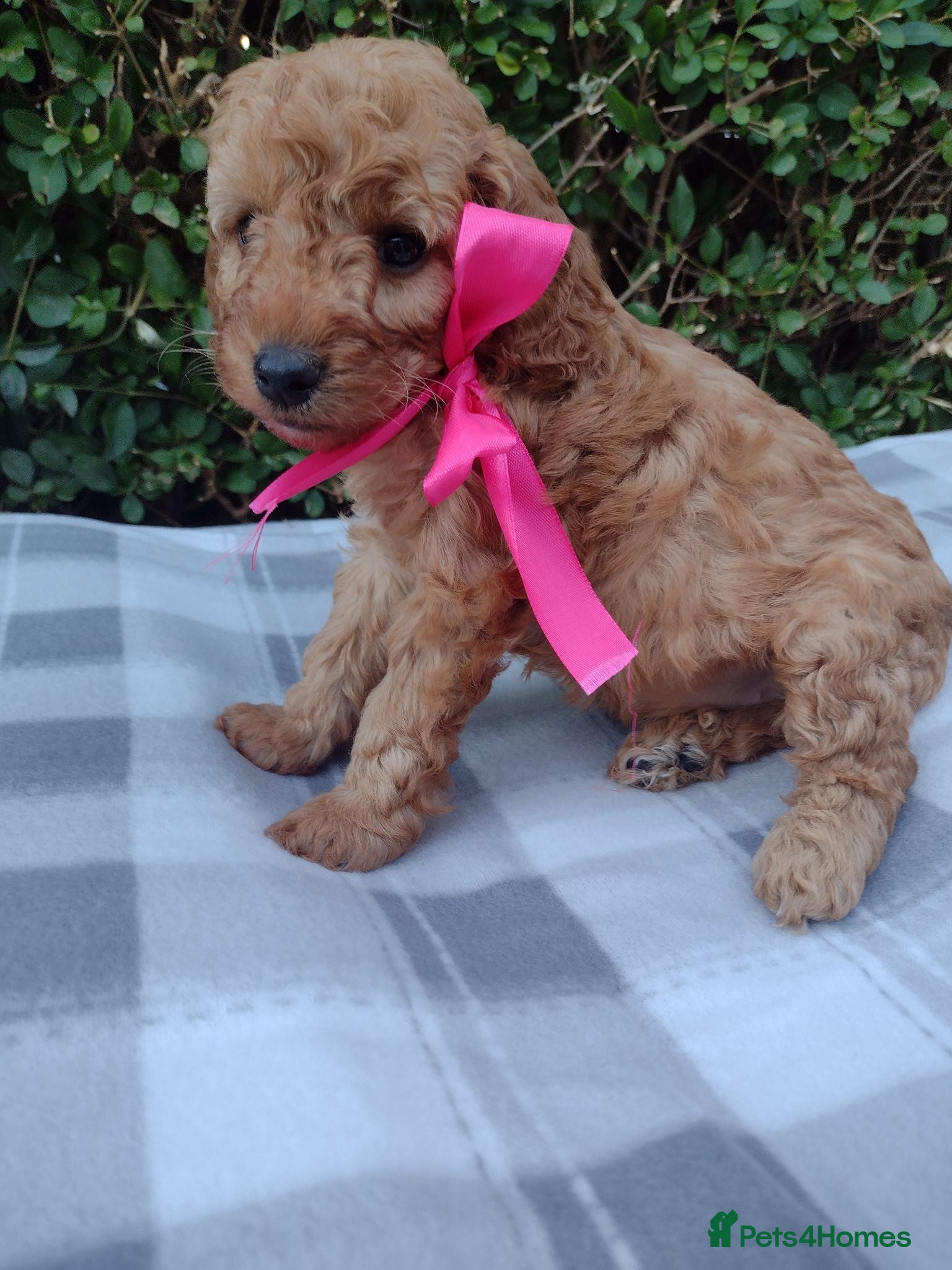 Cockapoo dogs Beautiful cockapoo puppies  - Advert 1
