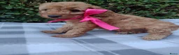 Cockapoo dogs for sale: Beautiful cockapoo puppies  - Advert 4