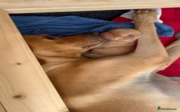 Labrador Retriever dogs for sale: Gorgeous Fox Red Labrador Puppies - Image 13
