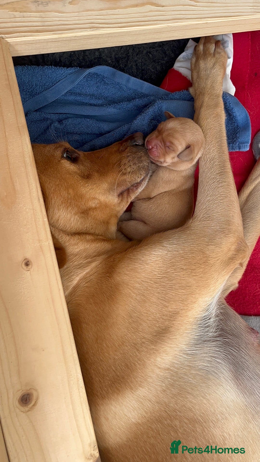 Labrador Retriever dogs for sale: Gorgeous Fox Red Labrador Puppies - Image 13