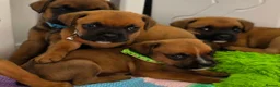 Mixed Breed dogs for sale: Rotty x Boxer - Advert 1