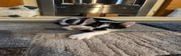 Mixed Breed cats for sale: 2 lovely male kittens left - Advert 5
