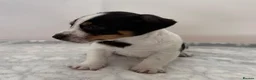 Jack Russell dogs for sale: Bred From Health Tested Parents - Advert 8