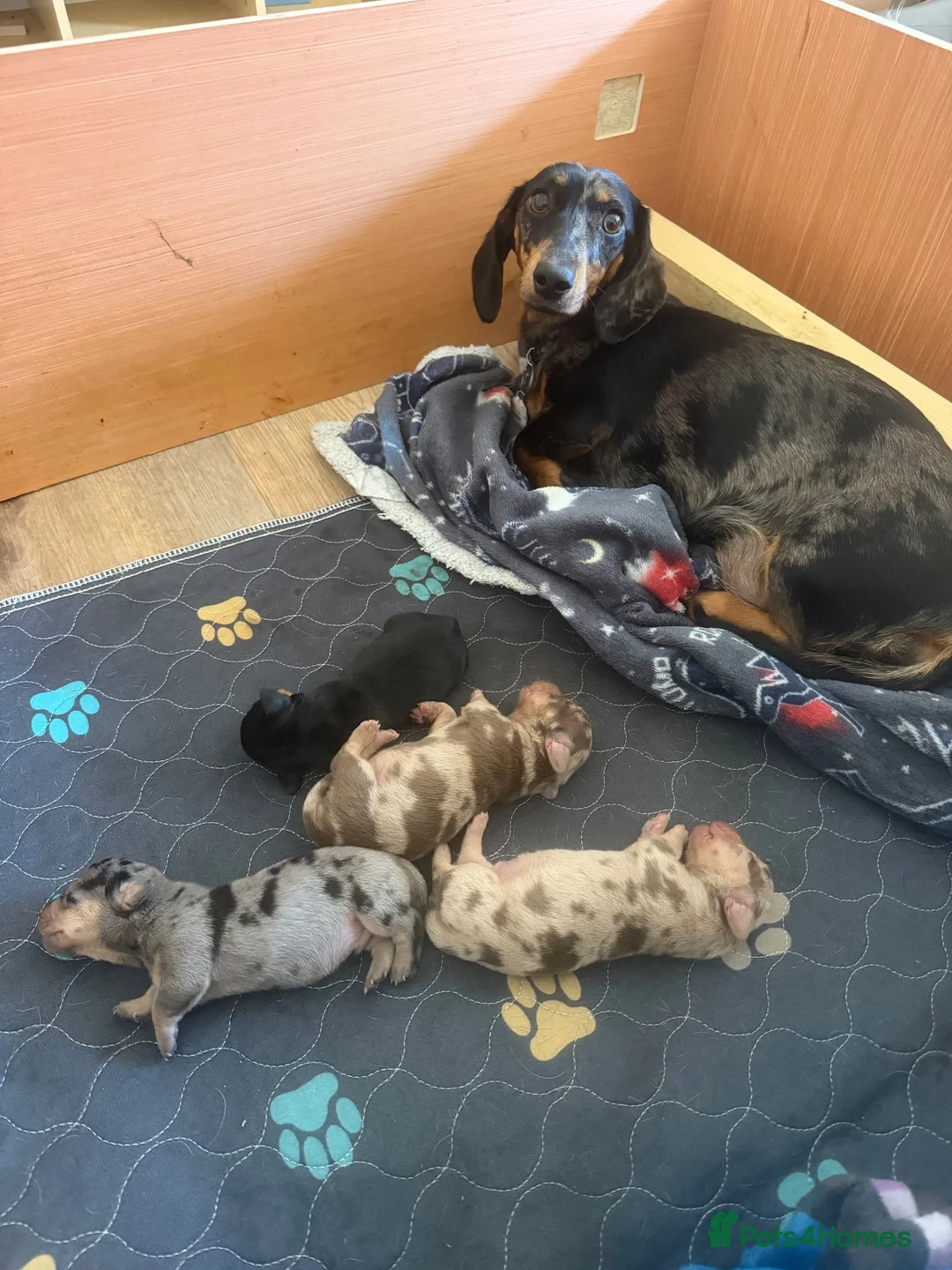 Miniature Dachshund dogs for sale: Miniature dachshund  - Advert 1