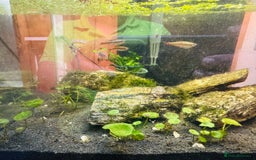 Angelfish fish for sale: Fish with tank  - Image 3