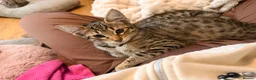 Savannah cats for sale: F4 savannah kittens ready to go - Advert 8