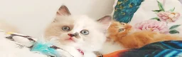 Ragdoll cats for sale: BEAUTIFUL CROSS RAGDOLL/PERSIAN 😻😻😻😻  - Advert 9