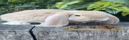 French Lop rabbits for sale: Quality pedigree French Lops - Advert 8