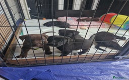 Mixed Breed dogs for sale: Dalmatian shepherd  - Image 24