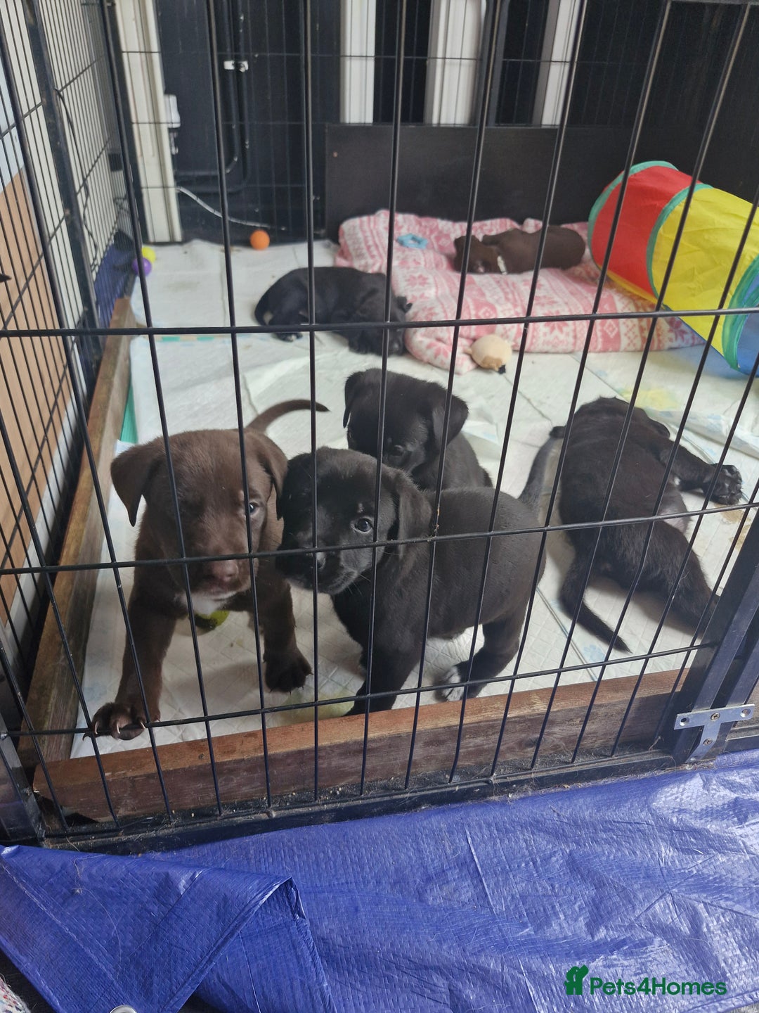 Mixed Breed dogs for sale: Dalmatian shepherd  - Image 24