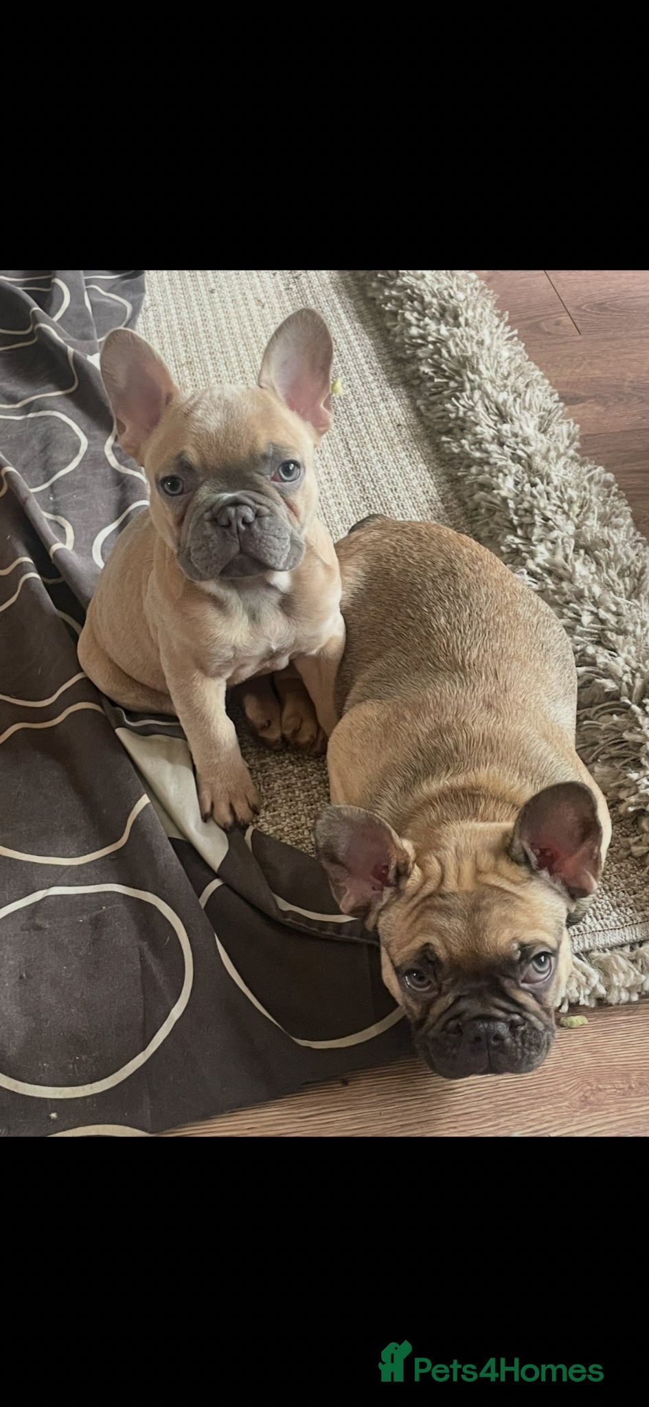 French Bulldog dogs 11 weeks, cage trained 2 Beautiful French Bulldogs - Advert 1