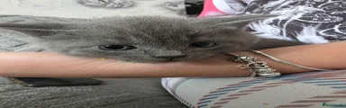 British Shorthair 2