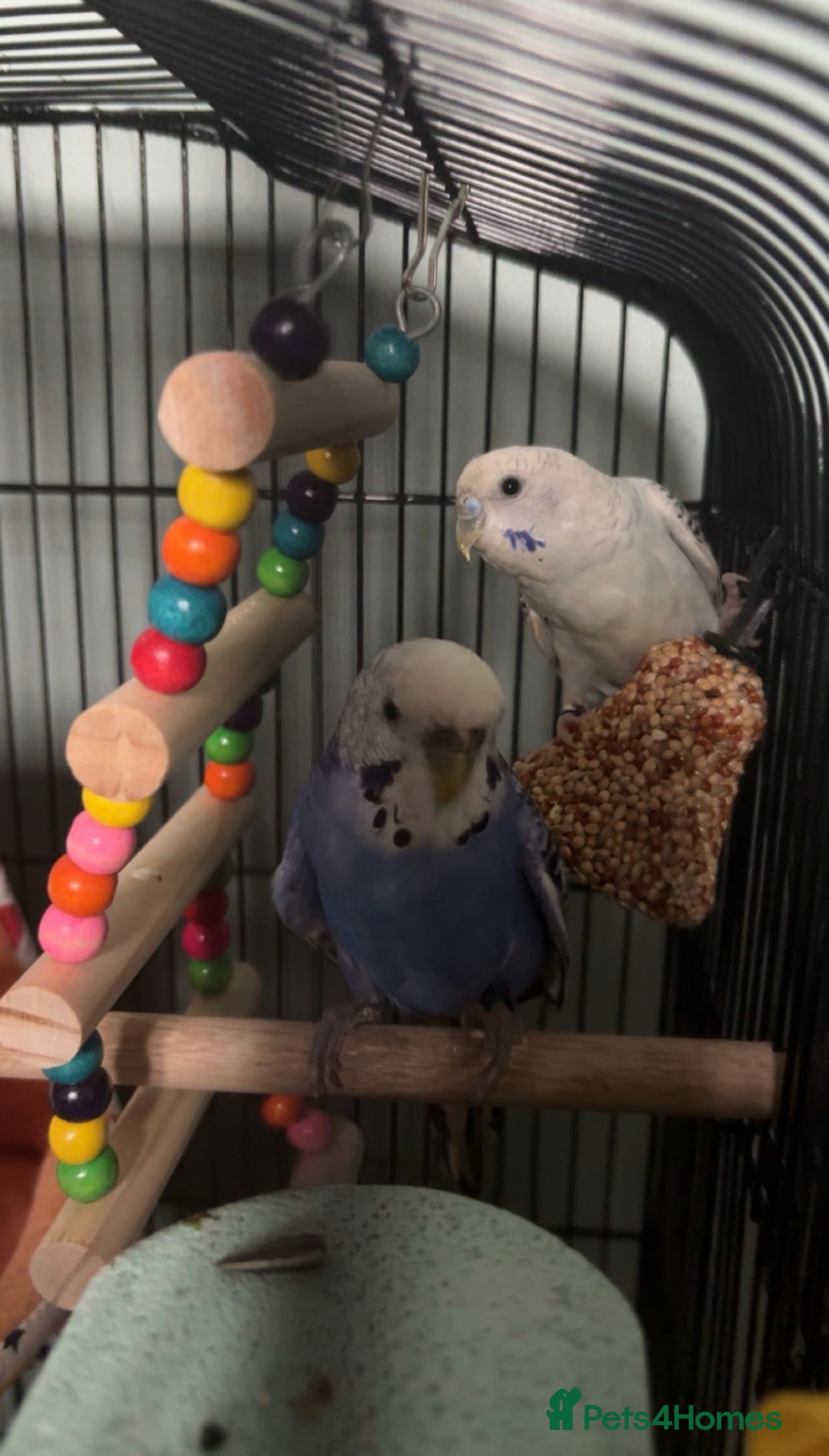 Budgerigars birds for sale: Aviary budgies - Image 4