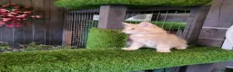 Maine Coon cats for sale: Maine Coon kittens for sale CF81  - Advert 5