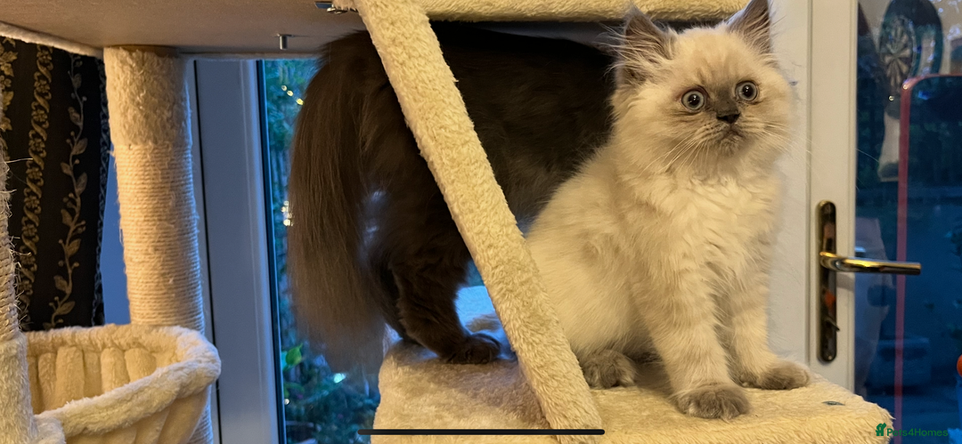 Persian cats for sale: Ready Now 2 Boys/1 Girl Persian Fluff Monsters - Image 18