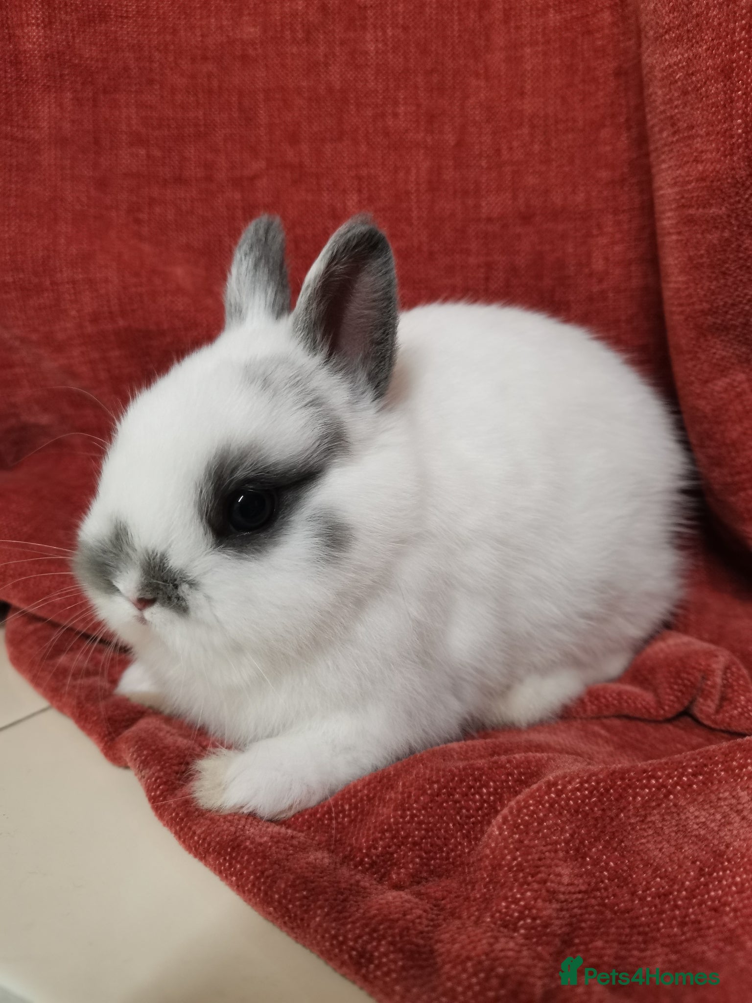 Netherland Dwarf rabbits Tiny Cute Netherland Dwarf Rabbit for sale  - Advert 11