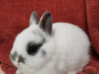 Netherland Dwarf rabbits Tiny Cute Netherland Dwarf Rabbit for sale - Advert 11