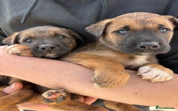 Mixed Breed dogs for sale: Japanese Bear-headed Akita X Dobermann hybrids  - Image 8