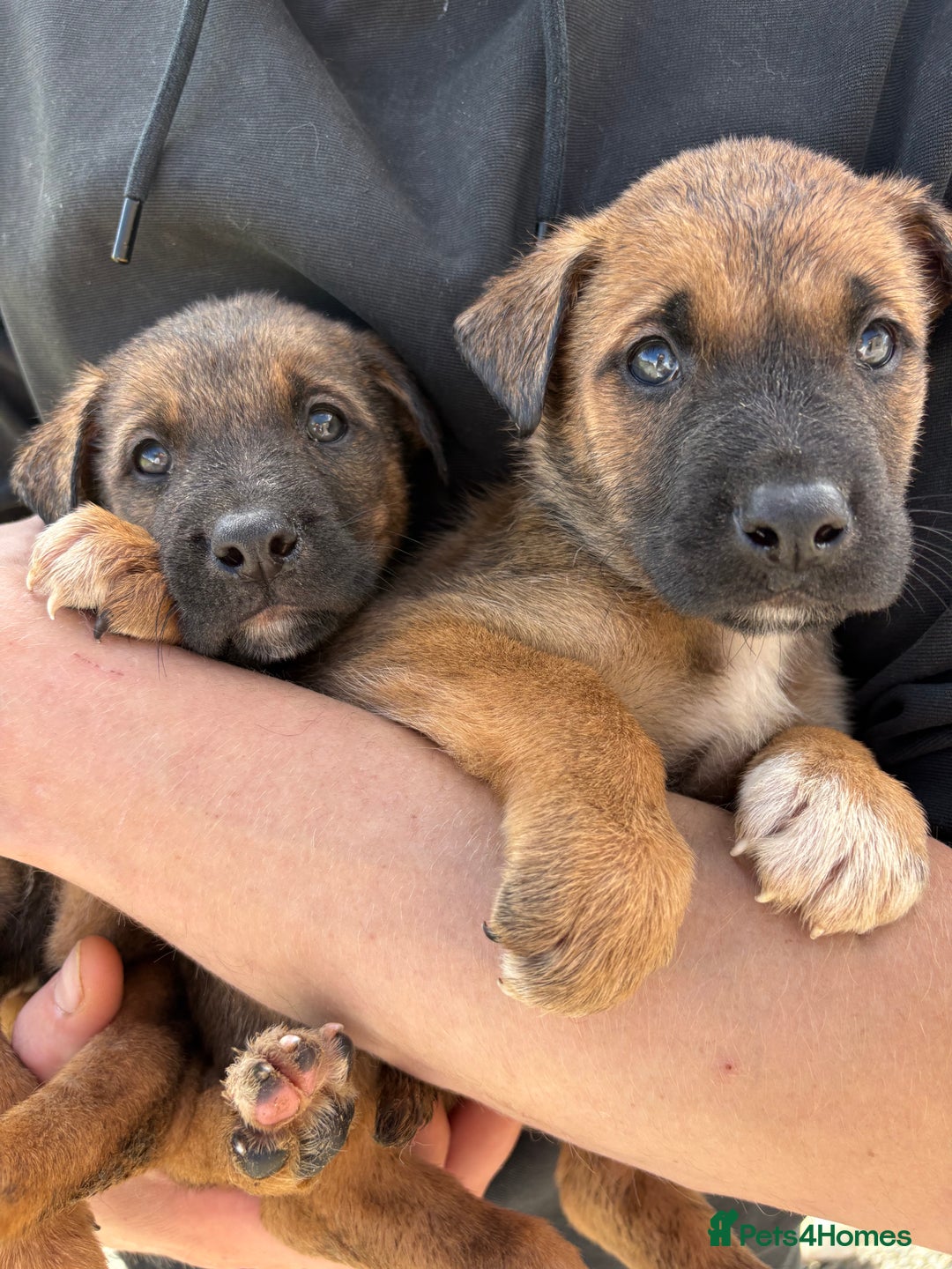 Mixed Breed dogs for sale: Japanese Bear-headed Akita X Dobermann hybrids  - Image 8