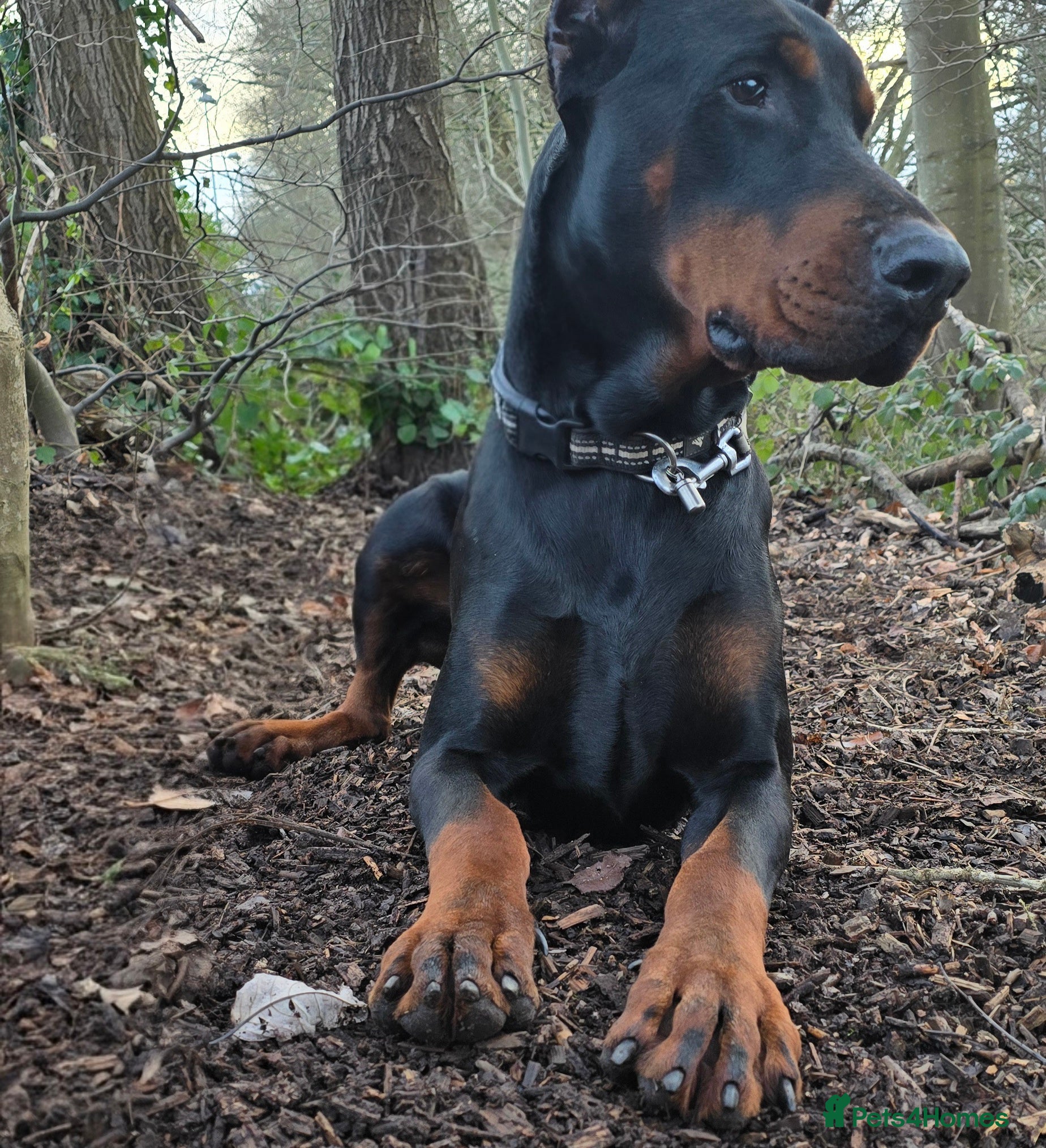Dobermann dogs European Male Doberman - Advert 3