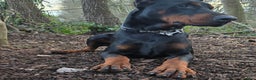 Dobermann dogs for sale: European Male Doberman - Advert 1