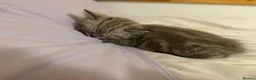 Ragdoll cats for sale: Beautiful Ragdoll x Bengal kittens - Advert 14