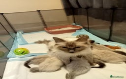 Ragdoll cats for sale: Ragdoll kittens  - Image 11