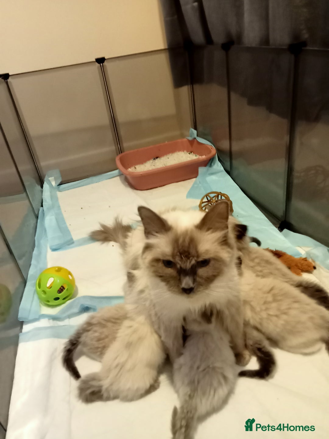 Ragdoll cats for sale: Ragdoll kittens  - Image 11