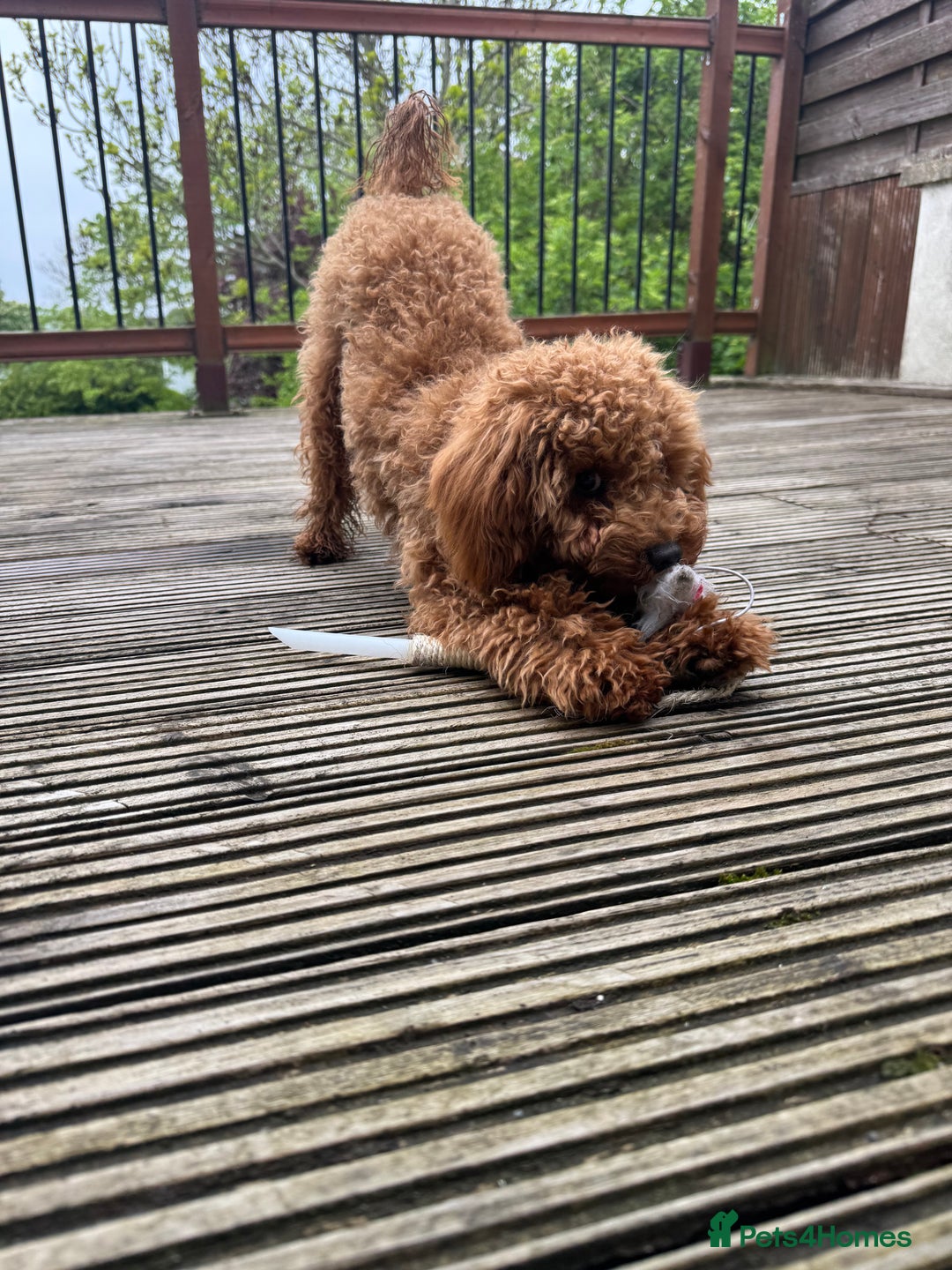 Toy Poodle dogs for sale: Female Toy Poodle  - Image 4