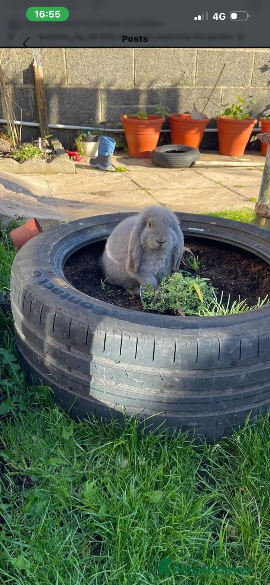 French Lop rabbits Gorgeous Giant French lops babies  - Advert 3