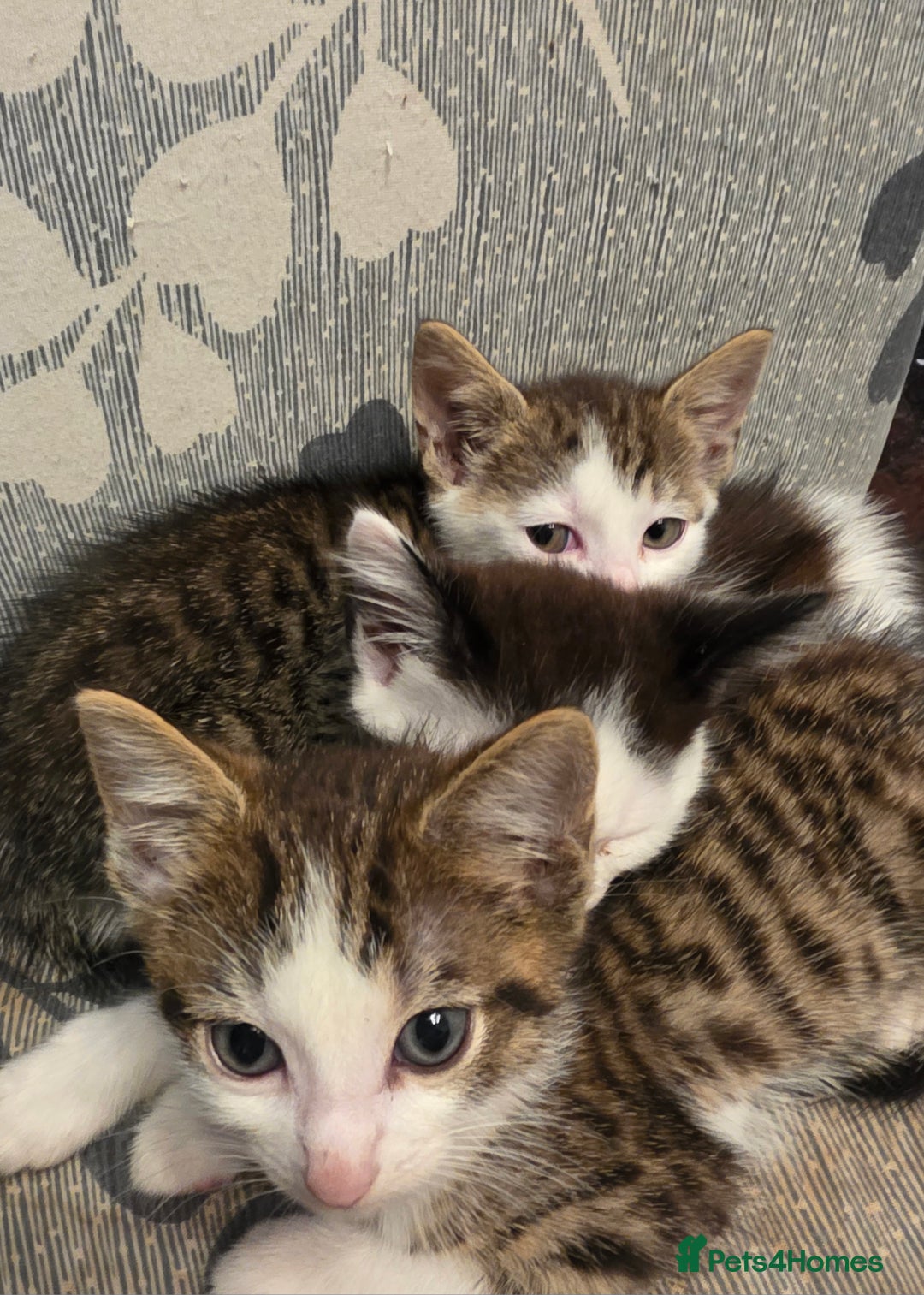 Mixed Breed cats for sale: Kittens ready to leave now - Image 2