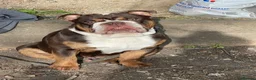 English Bulldog dogs for stud: chocolate tri british bulldog for stud  - Advert 3