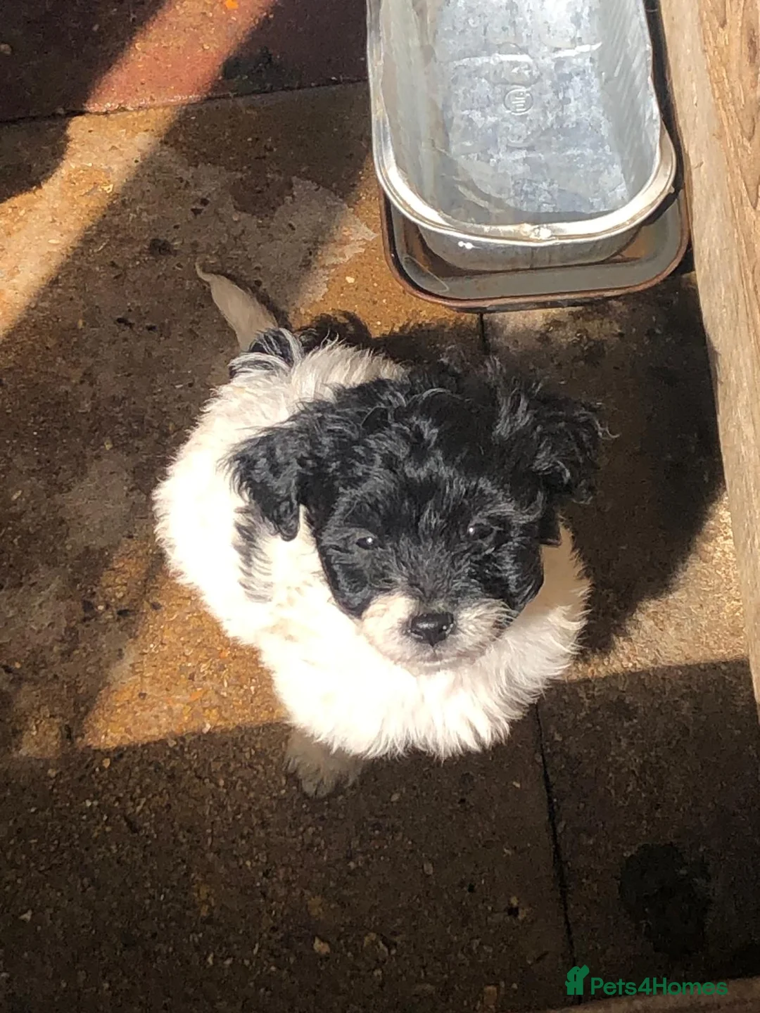 Jackapoo dogs for sale: 6 beautiful jackapoo pups - Advert 13