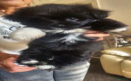 Mixed Breed dogs for sale: Mother blue Russian pomeranian, dad pure maltese  - Image 3