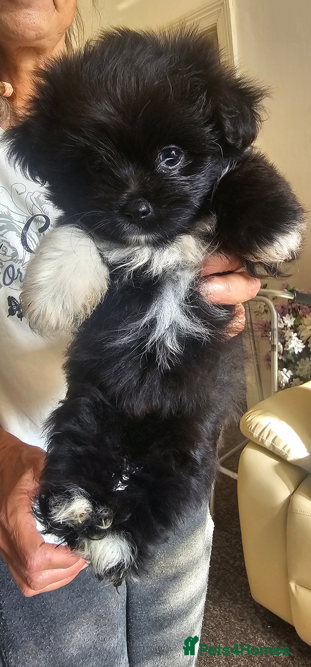 Mixed Breed dogs for sale: Mother blue Russian pomeranian, dad pure maltese  - Image 3