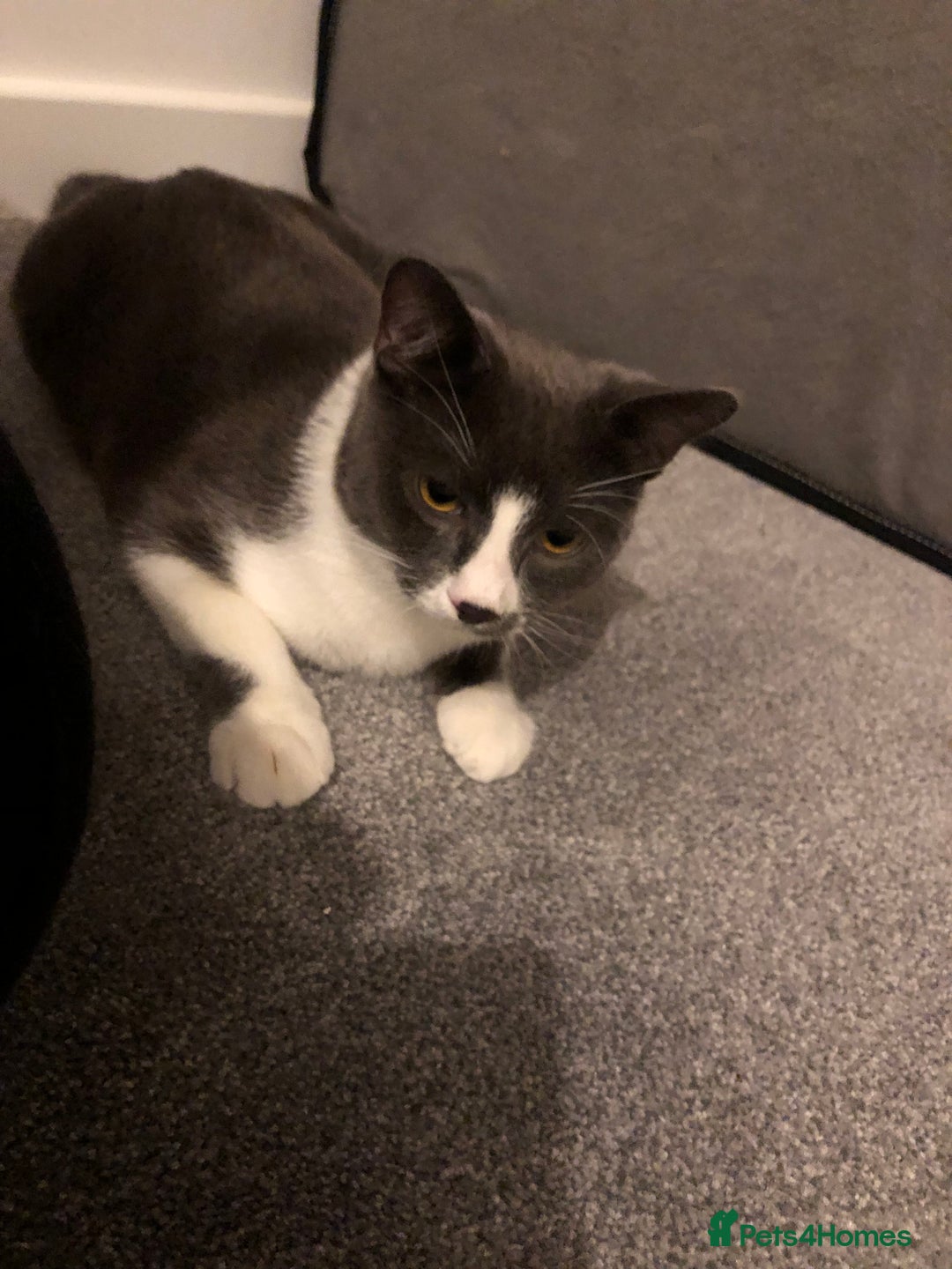 Domestic Shorthair cats for sale: 5 cats available - Image 3