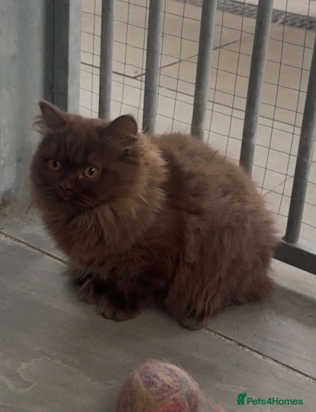 British Longhair cats for sale: Beautiful chunky cinnamon kittens looking newhome  - Advert 8