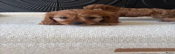 Cavapoo dogs for sale: DNA tested Dark red F1 cavapoo pups  - Advert 17